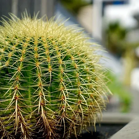Appart hôtel Plaza Azul Puerto del Carmen (Lanzarote)