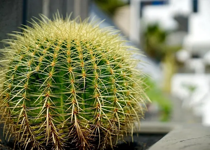 Ξενοδοχείο με διαμερίσματα Plaza Azul Πουέρτο Ντελ Κάρμεν