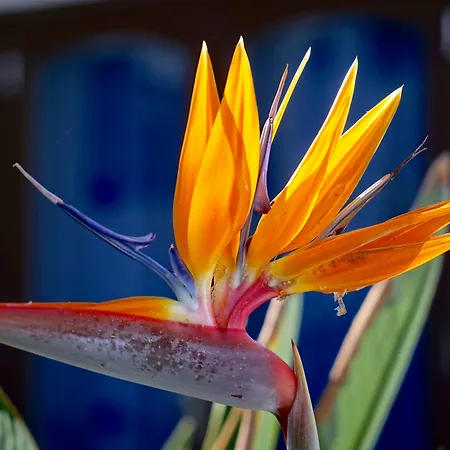 Aparthotel Plaza Azul