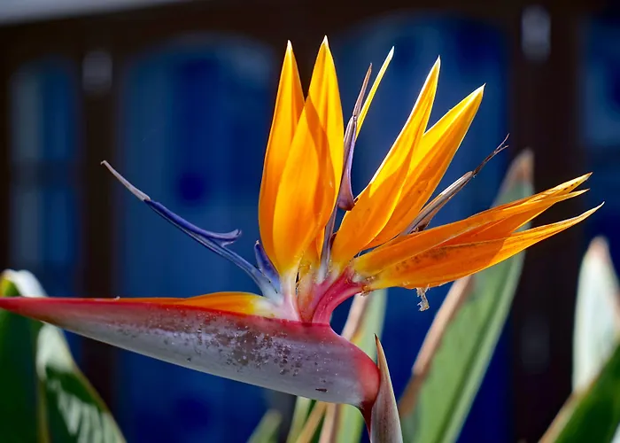 Lejlighedshotel Plaza Azul